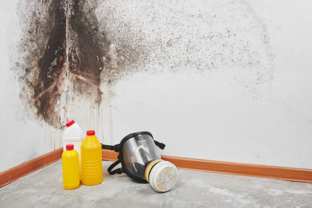 Best Professional Mold Removal  in Fairland, MD