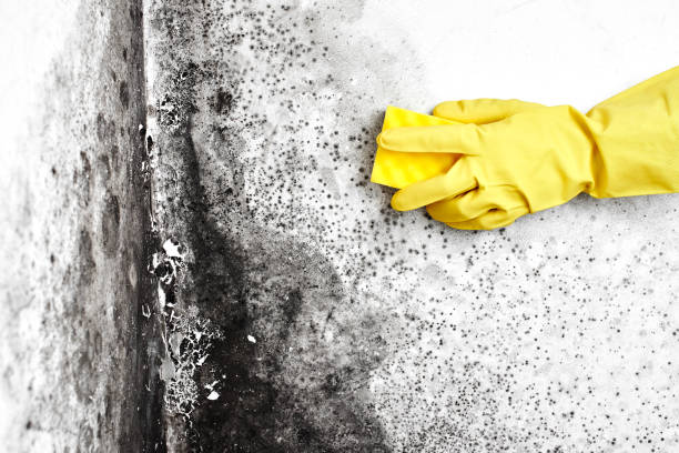 Best Same-Day Mold Removal  in Fairland, MD