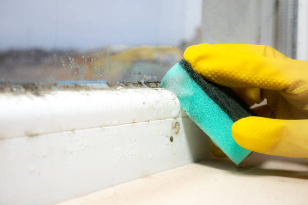 Best Mold Removal Company Near Me  in Fairland, MD