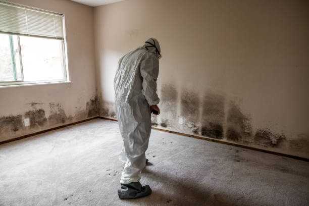 Best Certified Mold Removal  in Fairland, MD