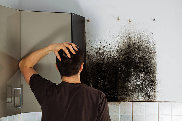Best Office Mold Removal Services  in Fairland, MD