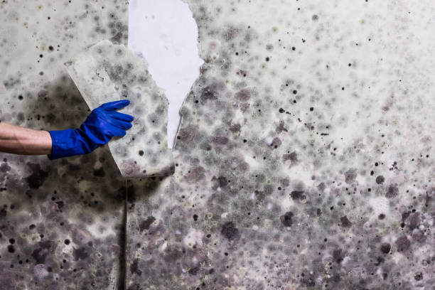 Best Black Mold Removal  in Fairland, MD